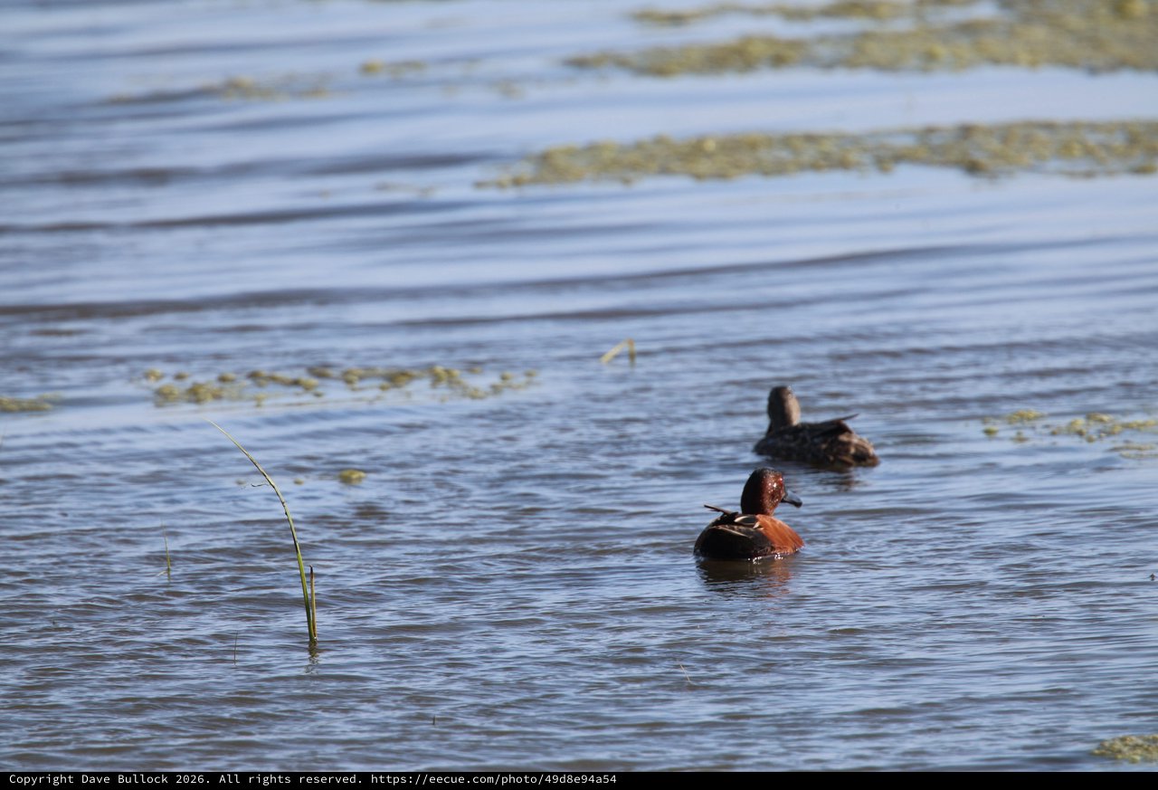 Cinnamon Teal Pair Swimming in Shallow Wetland Waters