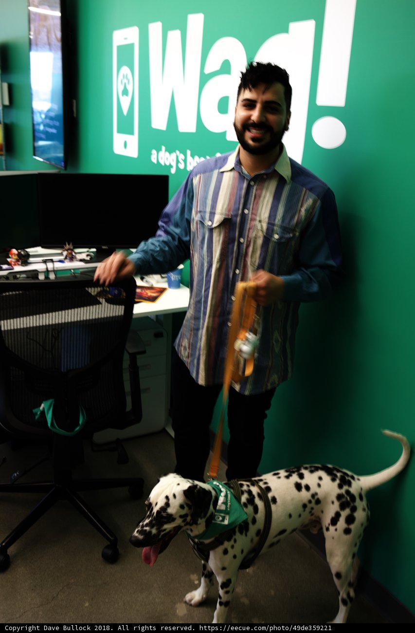 Man and his Dalmatian