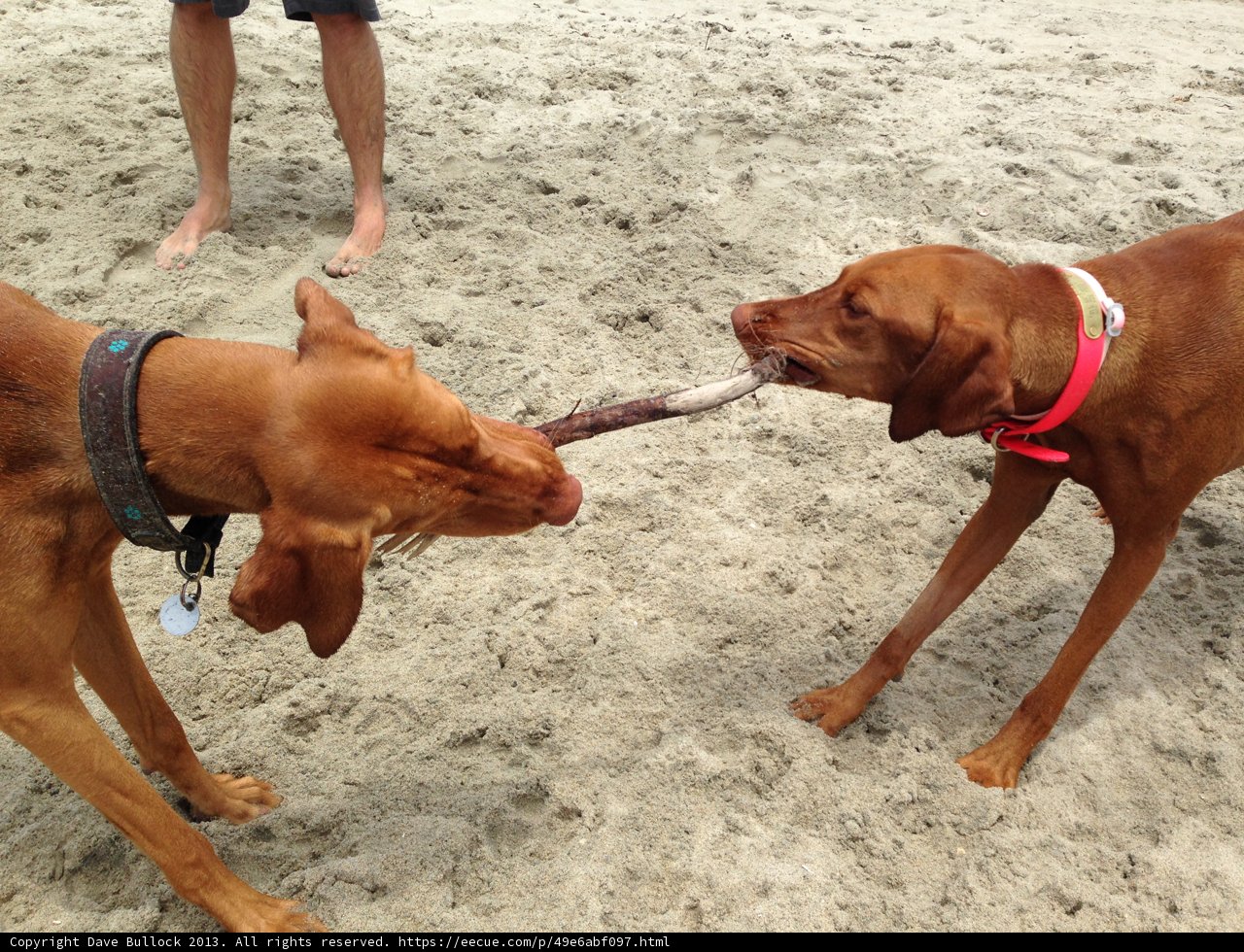 Pawsome Playtime on the Beach