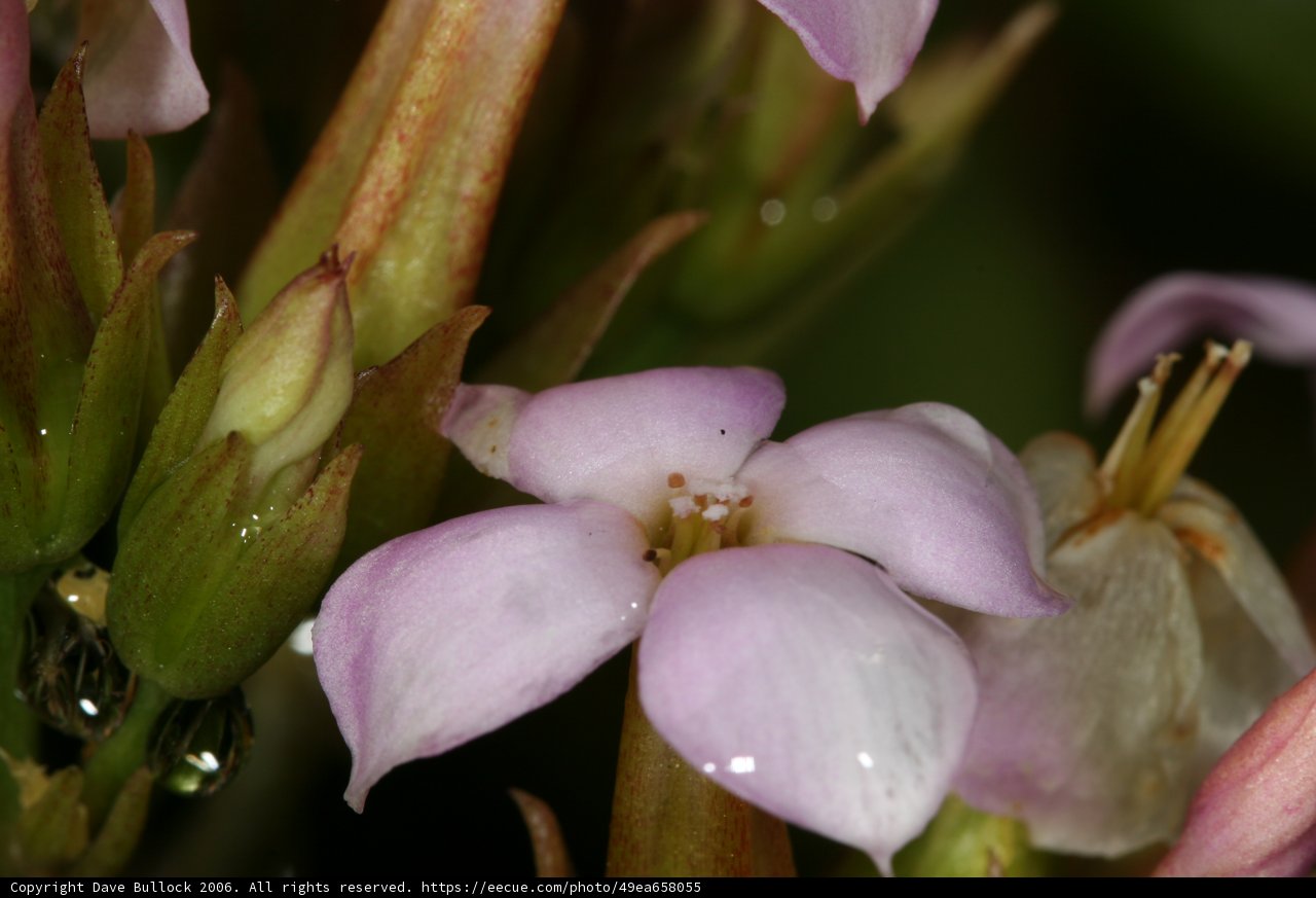 Geranium Bloom with Fresh Water Droplets