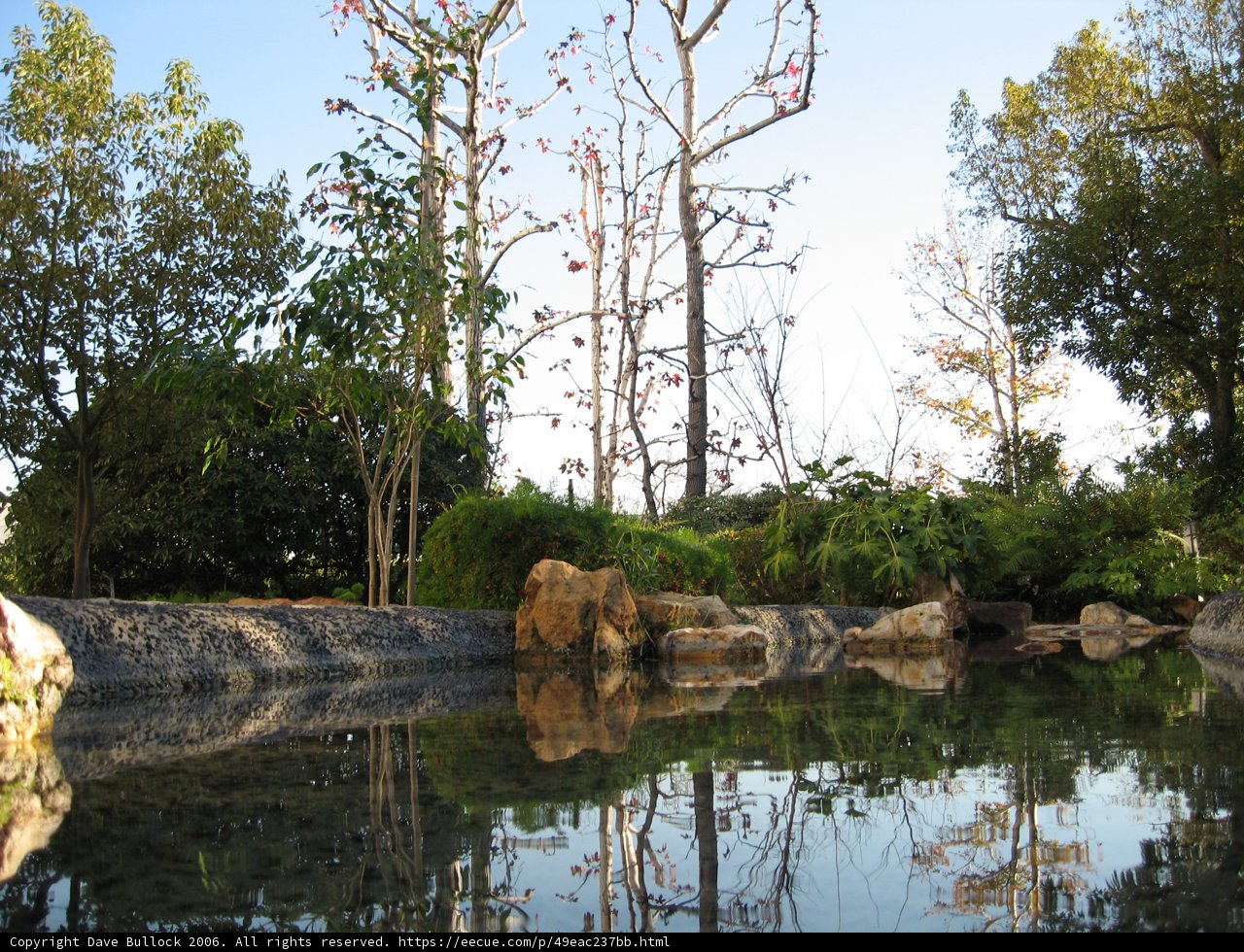 Reflections on the Pond