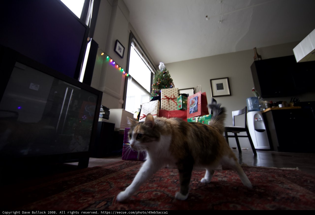 Feline Rugs and Holiday Hues