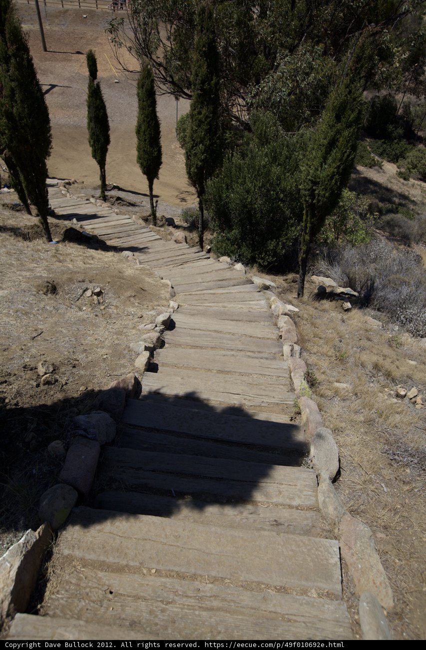 Walkway through the Forest