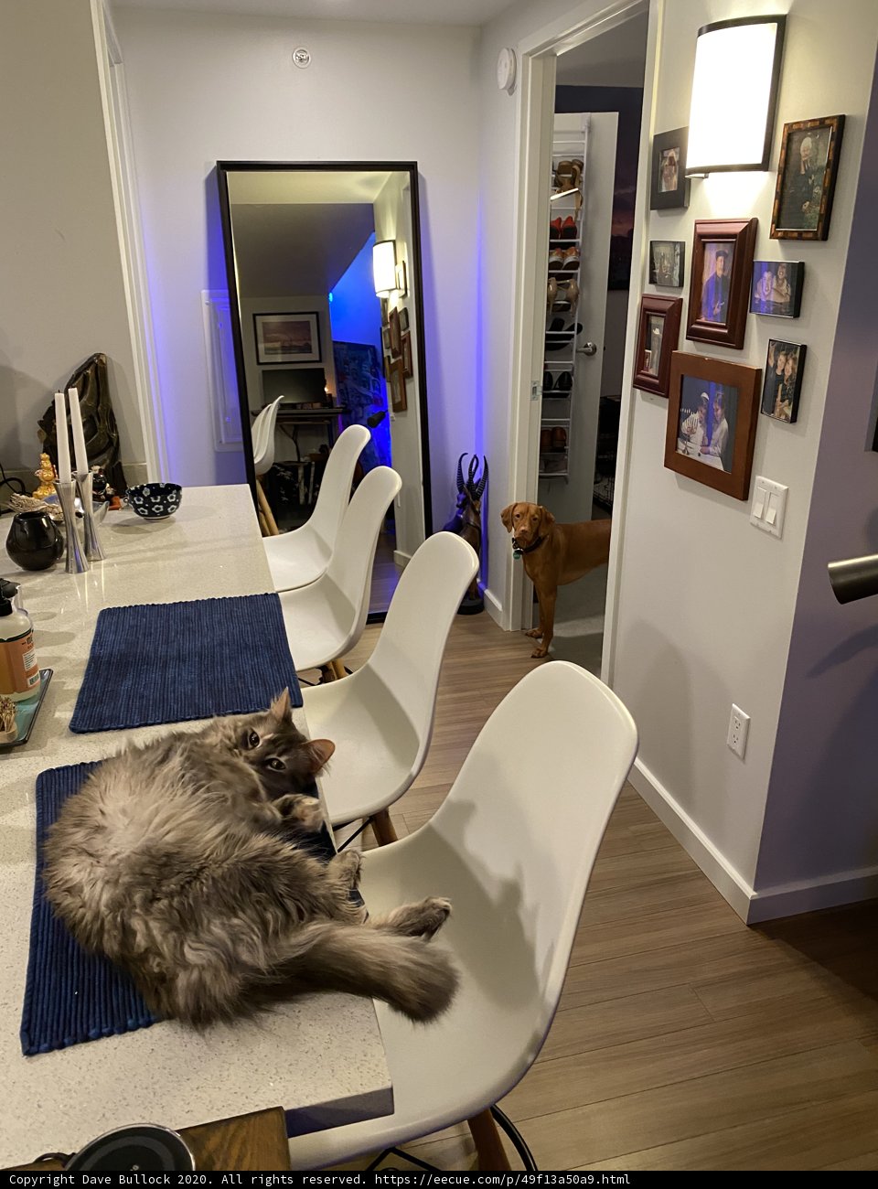 Feline Art Critic
