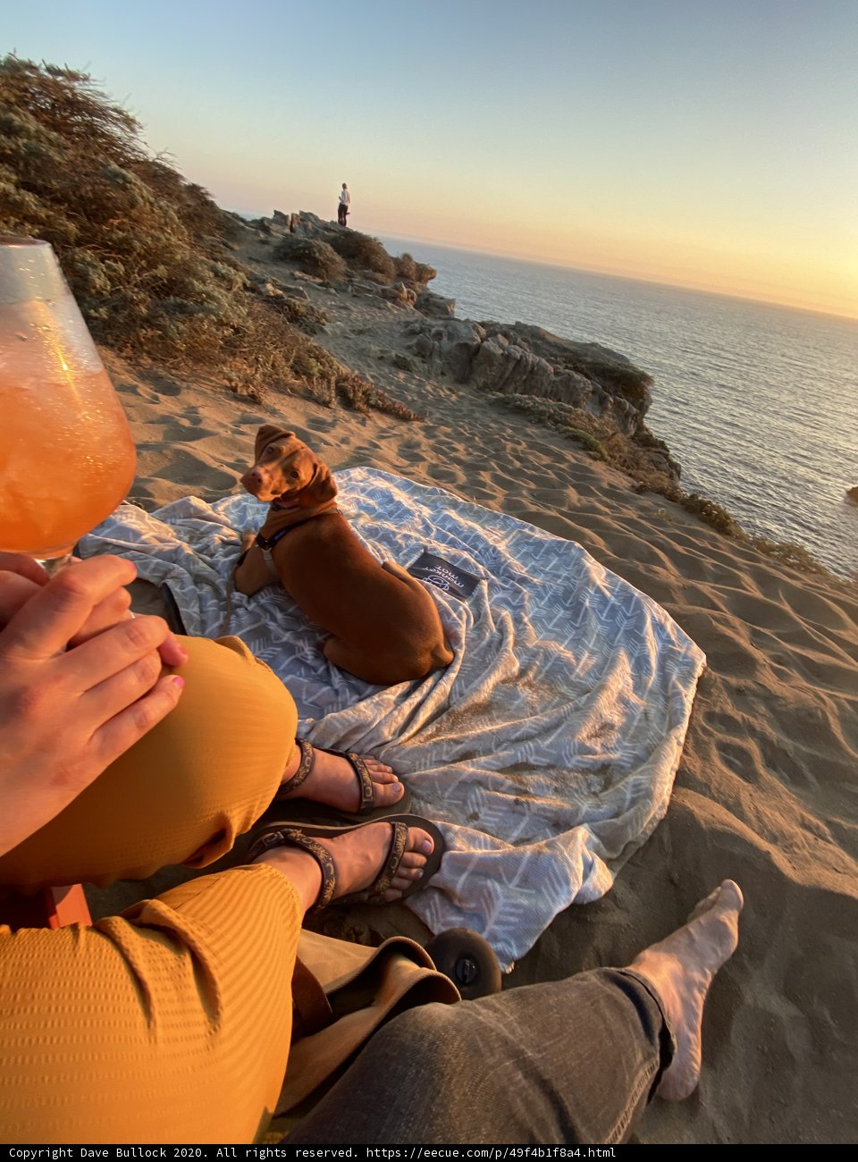 Summer Sips with My Furry Best Friend
