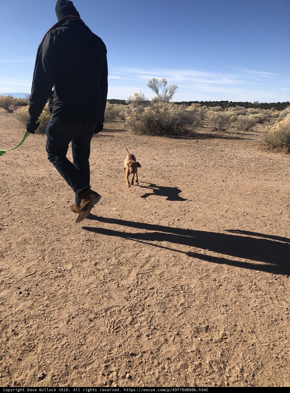 Desert Dog Walking