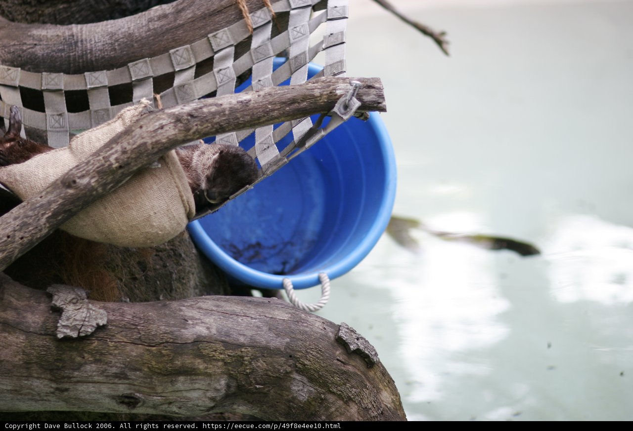 Wooden Bucket in the Wild