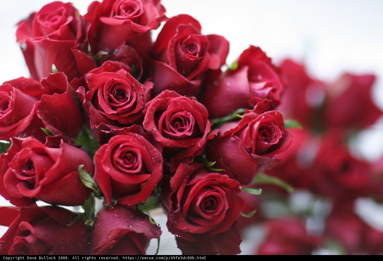 A Stunning Bouquet of 15 Red Roses