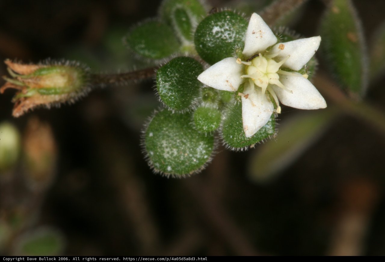 White Blossom in the Garden