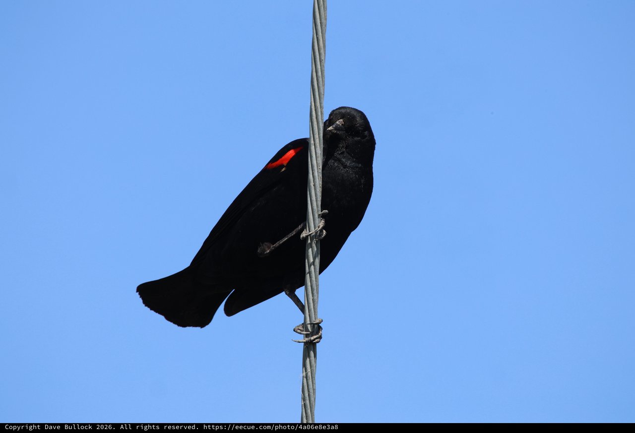 Red-Winged Blackbird Perched on Wire Against Clear Sky