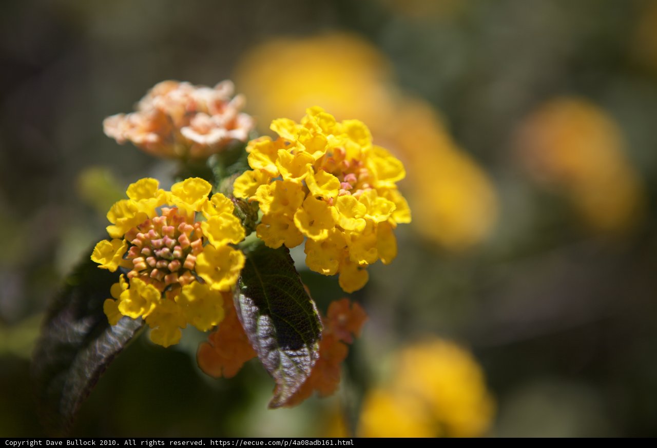 A Burst of Yellow