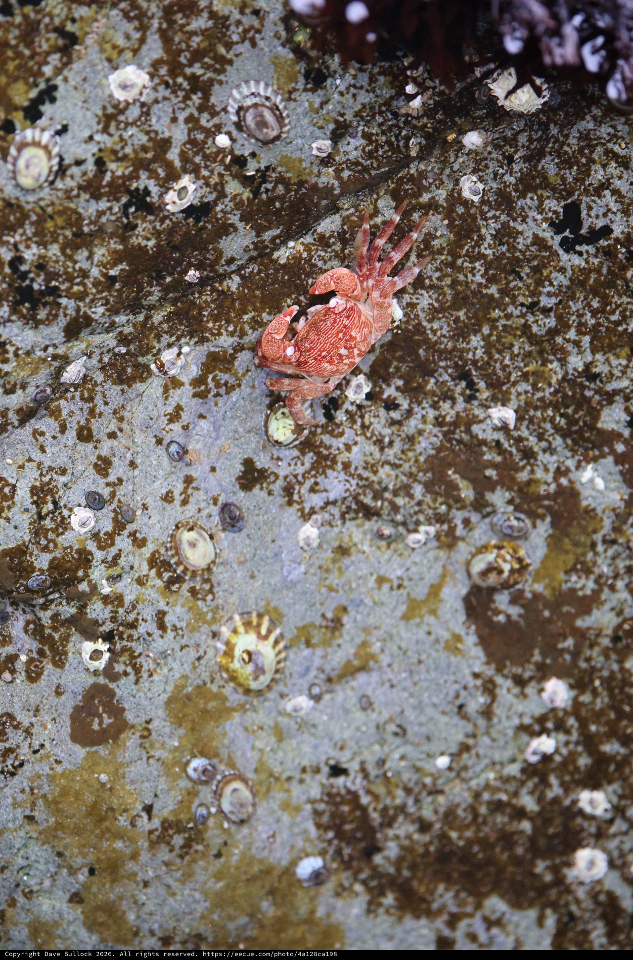 Red Rock Crab Navigates Barnacle-Covered Tidal Surface