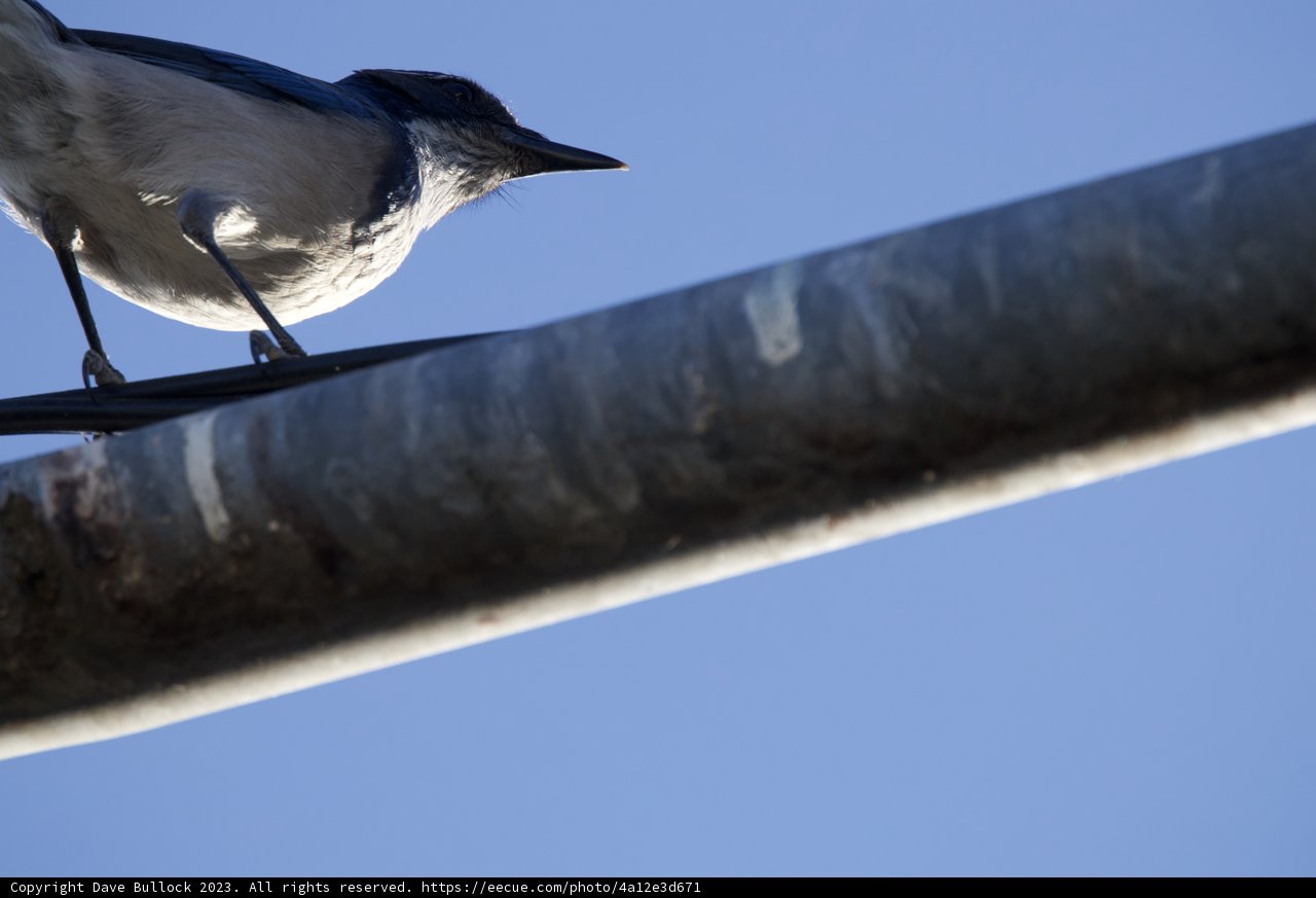 Morning Serenade - El Sereno 2023