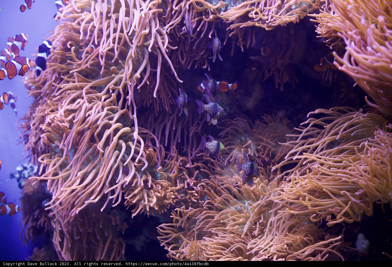 Undersea Wonderland: Clownfish and Anemones