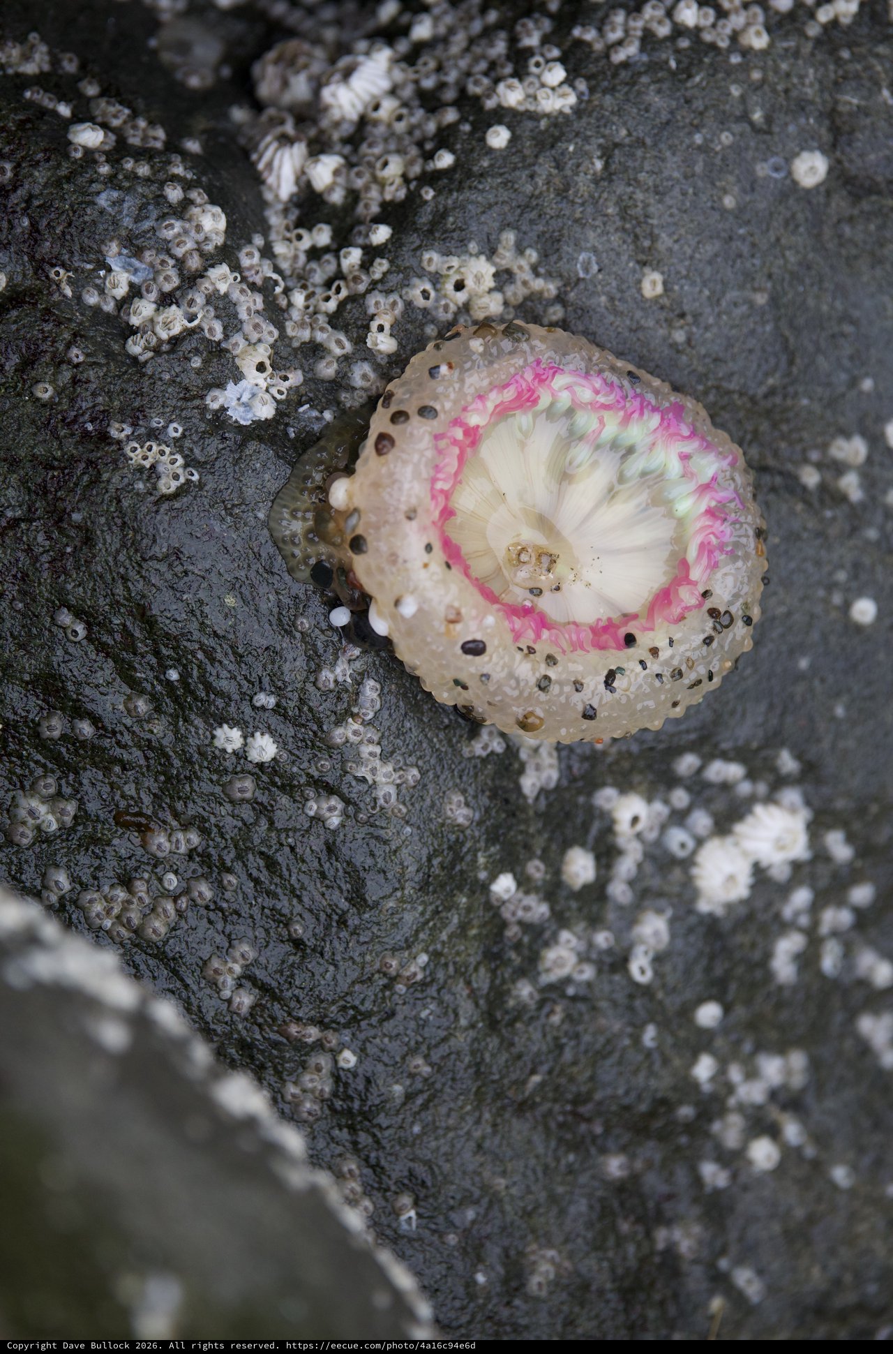 Vibrant Pink Barnacle Open on Intertidal Rock