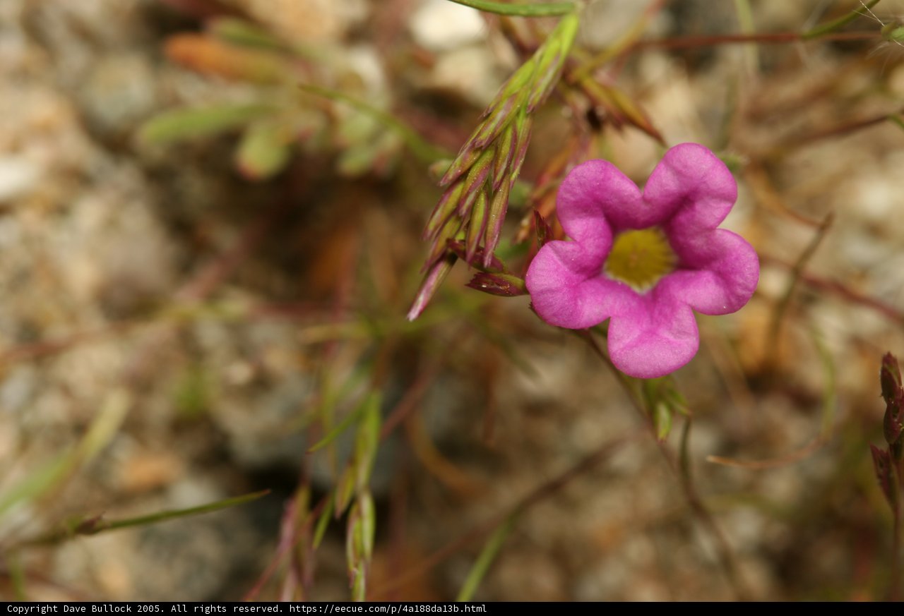 Pink Geranium Blossom