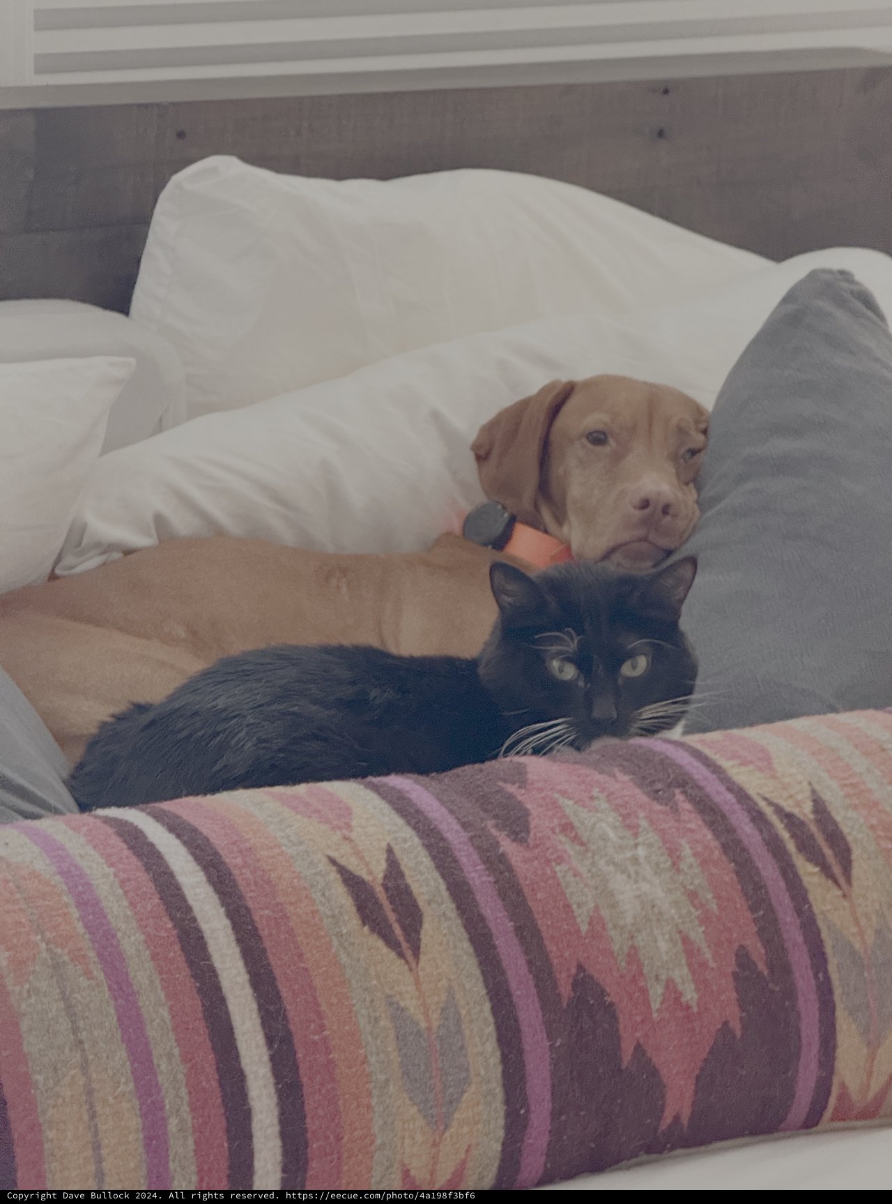 Cozy Pets Snuggling Together on Bed