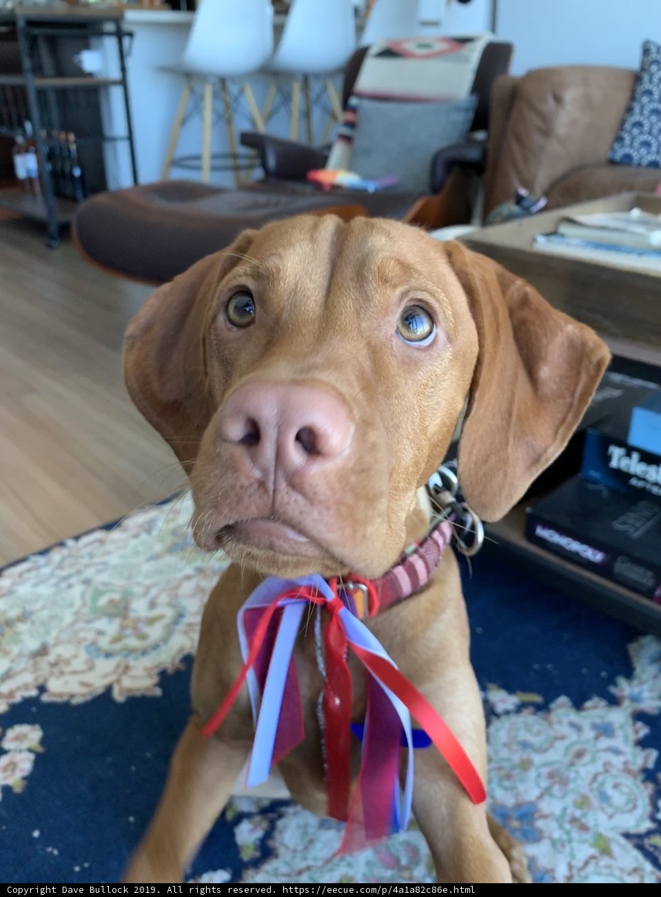 Patriotic Pup