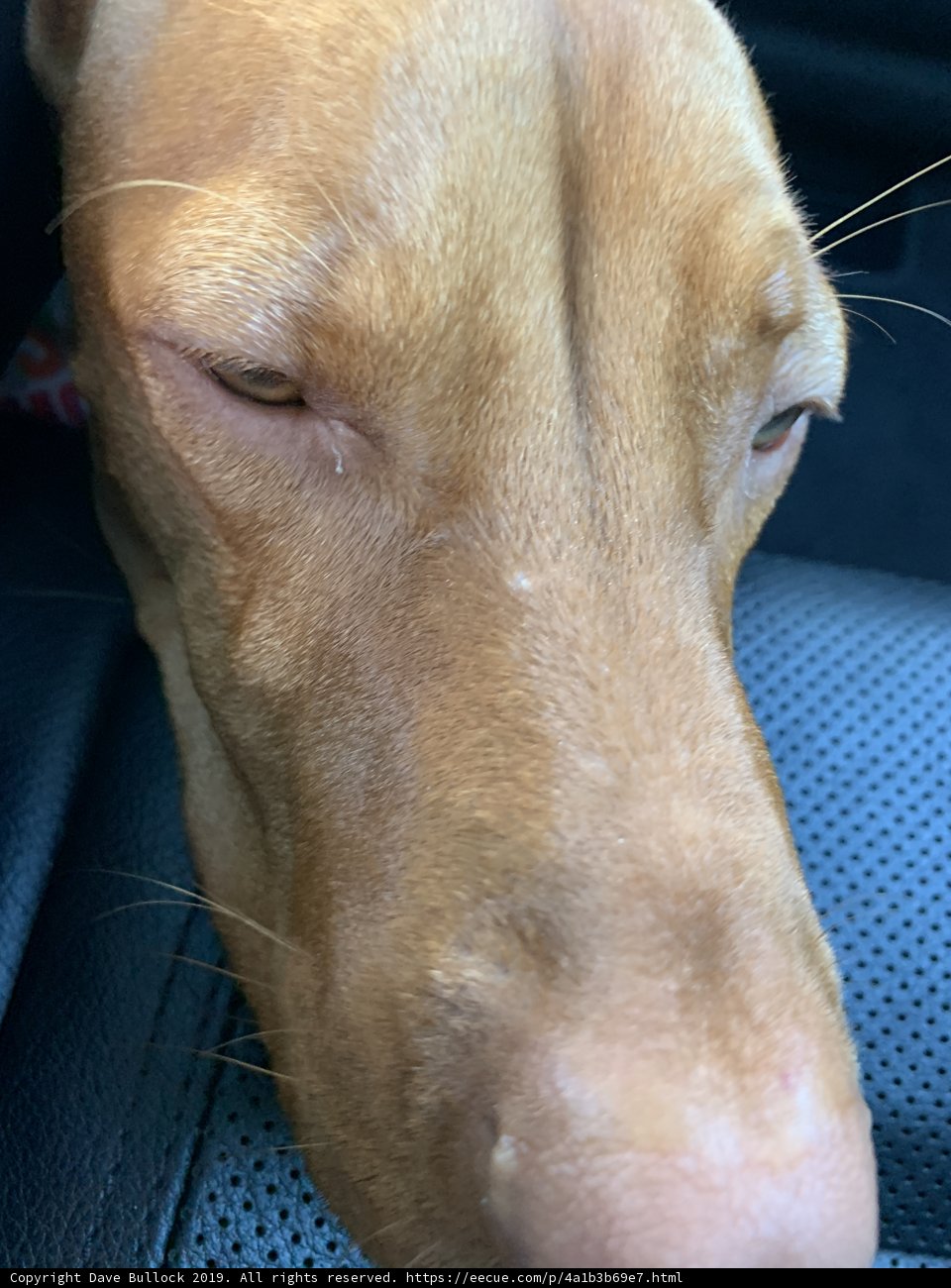 Content Canine