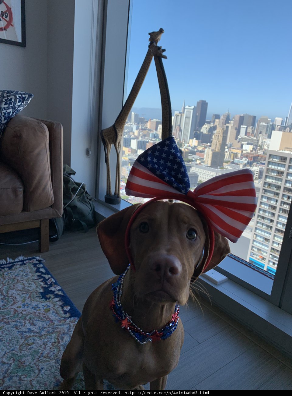Patriotic Pooch