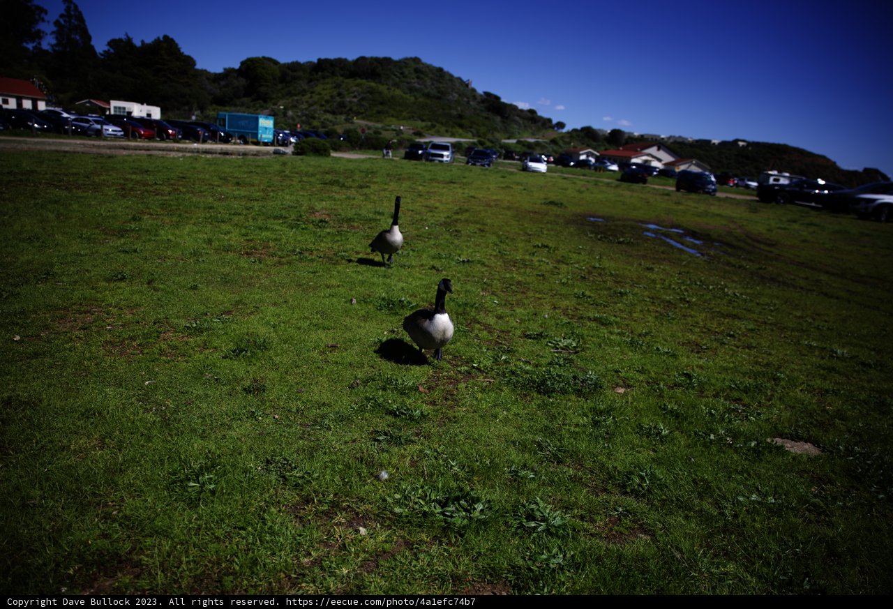 Geese Stroll in Sausalito