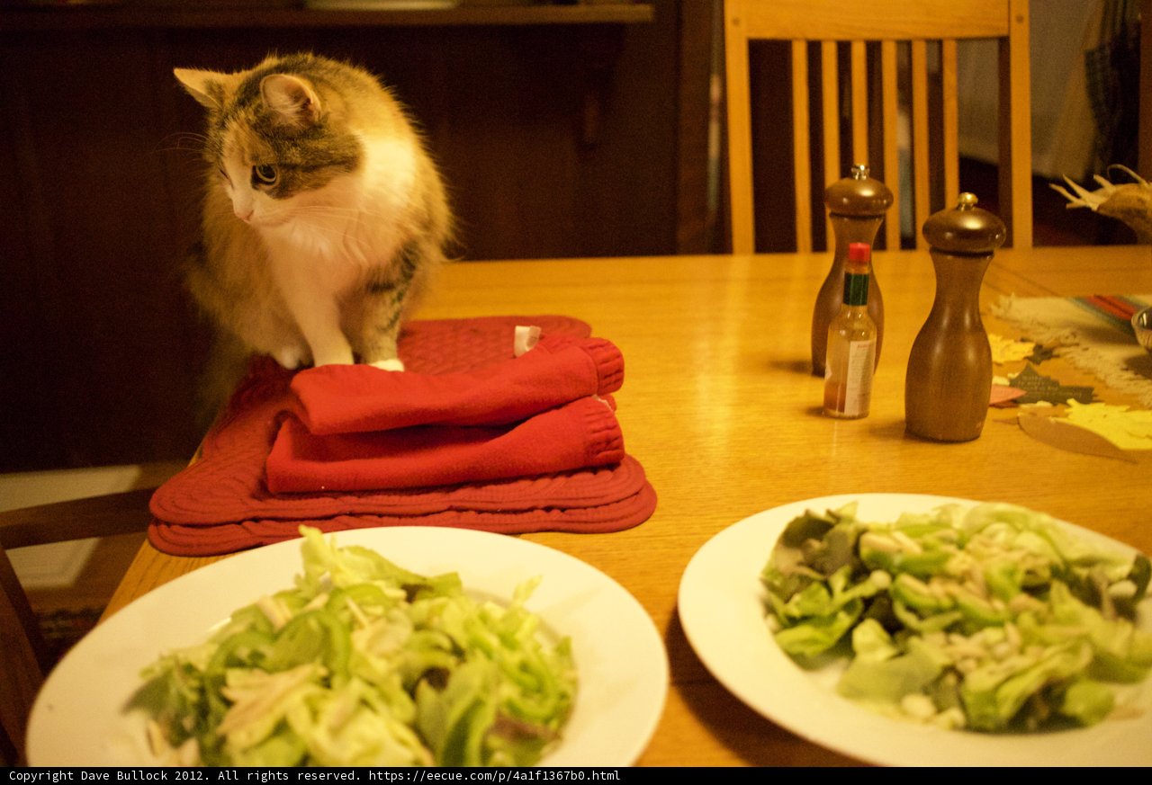 The Cat's Table Feast