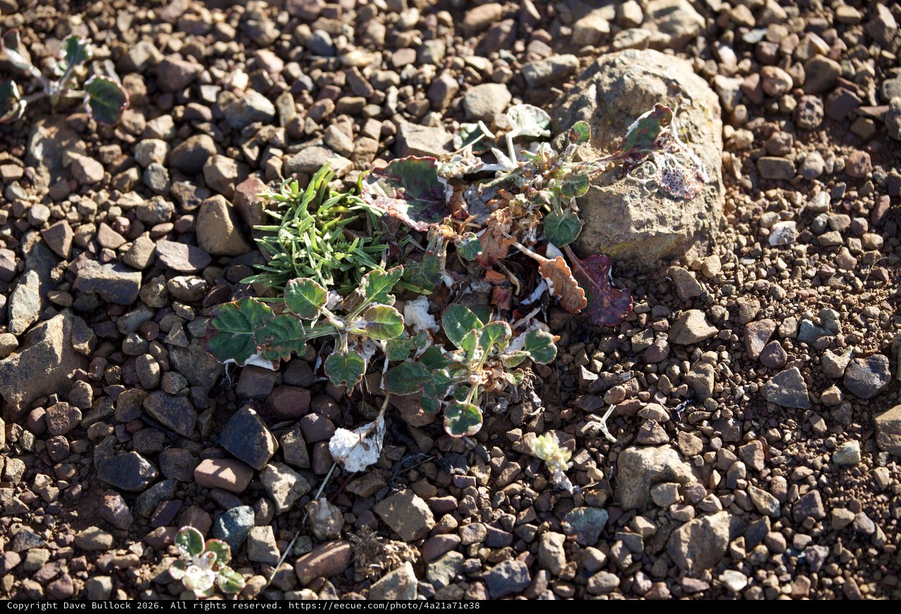 Desert Survivor: Hardy Plant Among Rocky Gravel