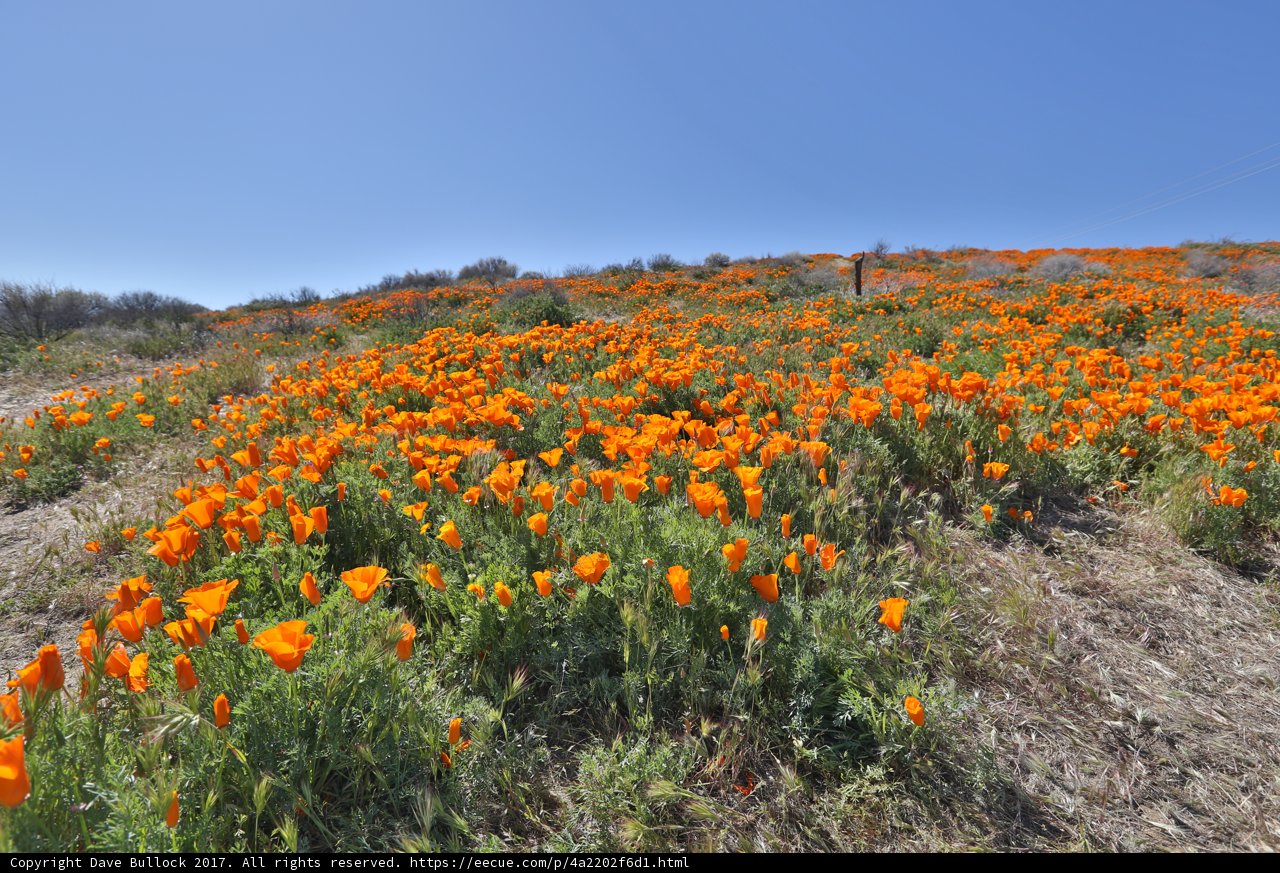 Fields of Orange