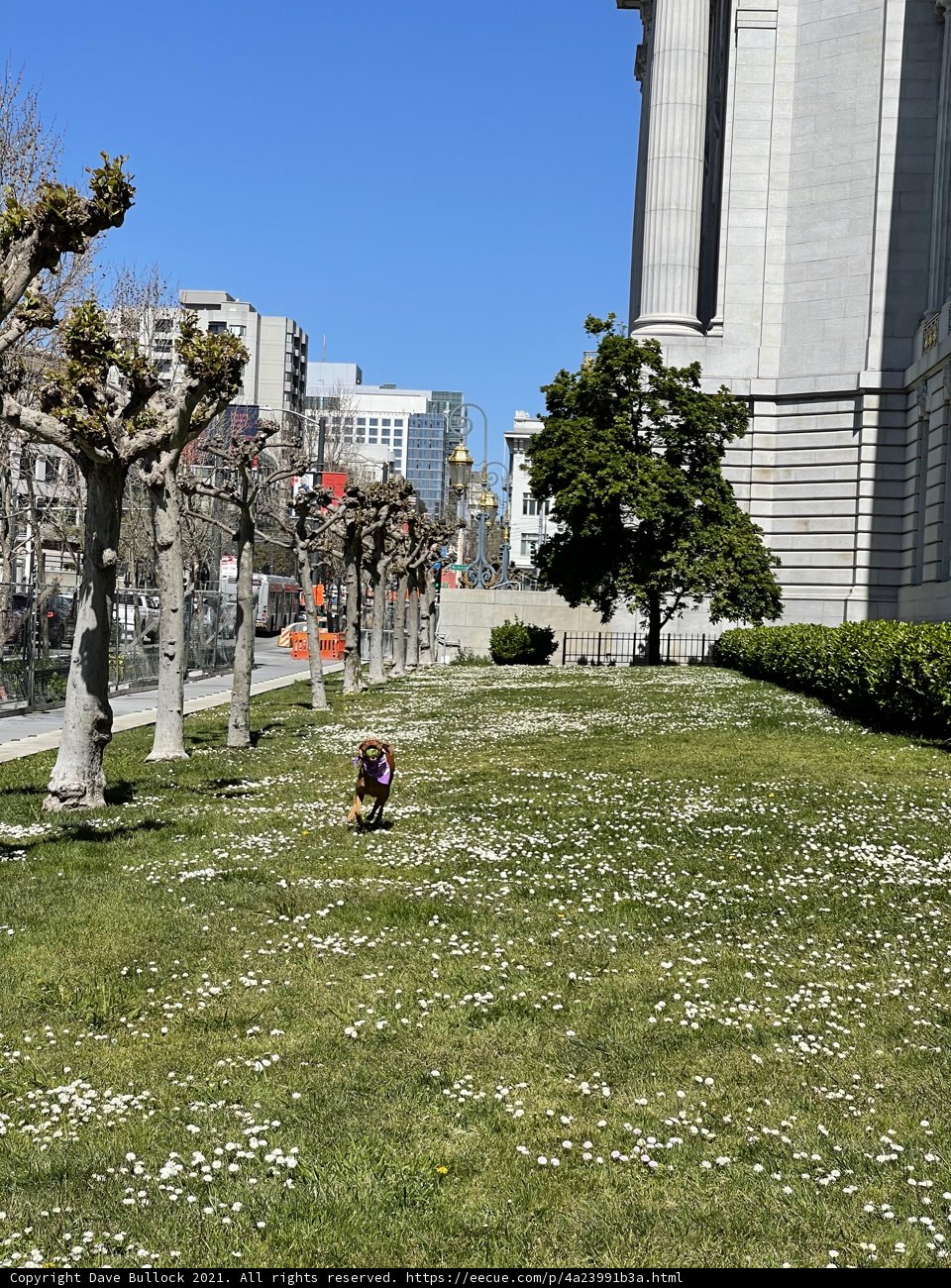 Canine Joy in the City