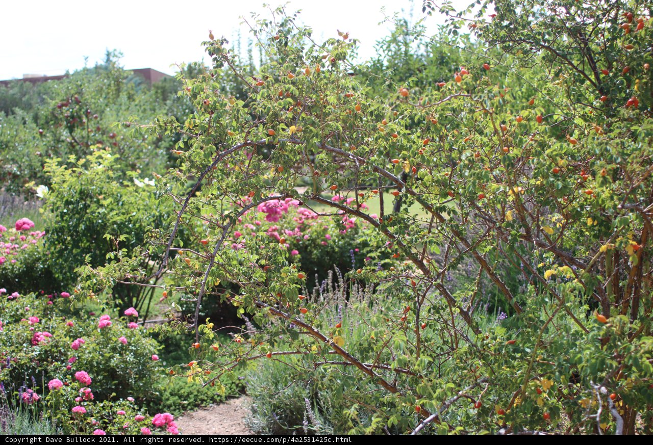 Serene Blooms