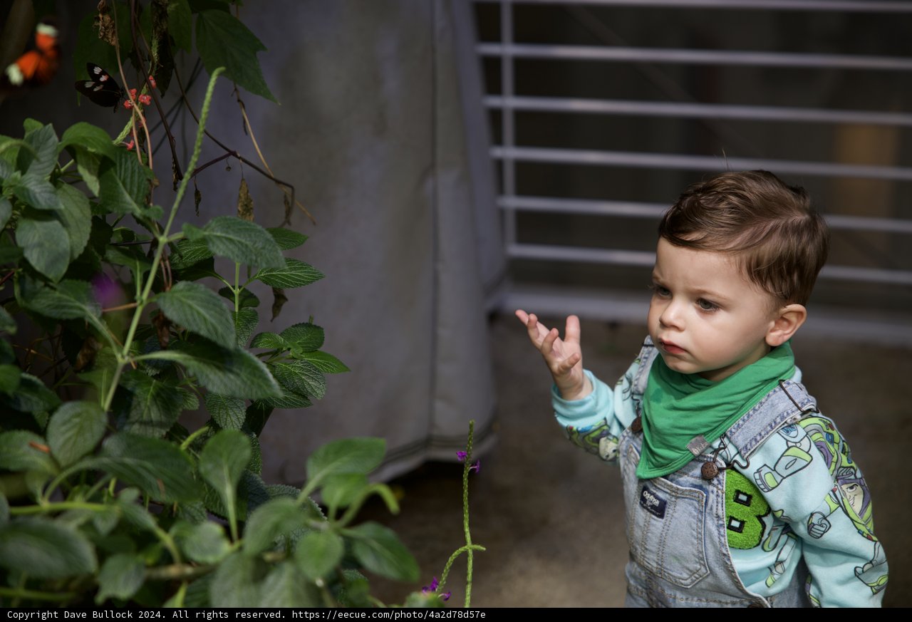 The Young Botanist