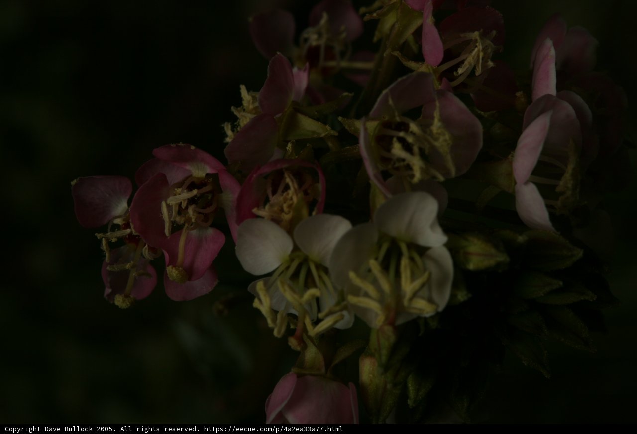 Nighttime Geranium Bloom