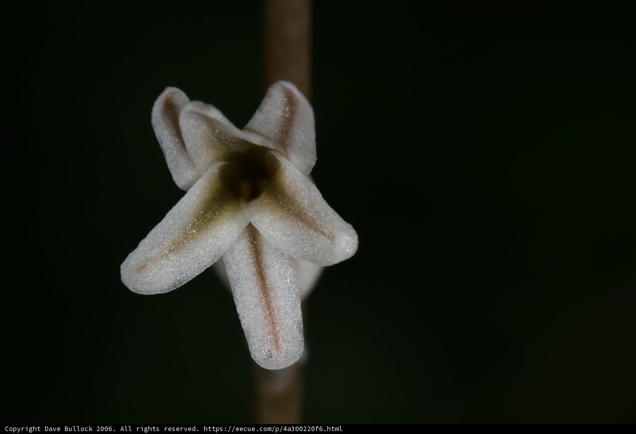 Blooming Promise
