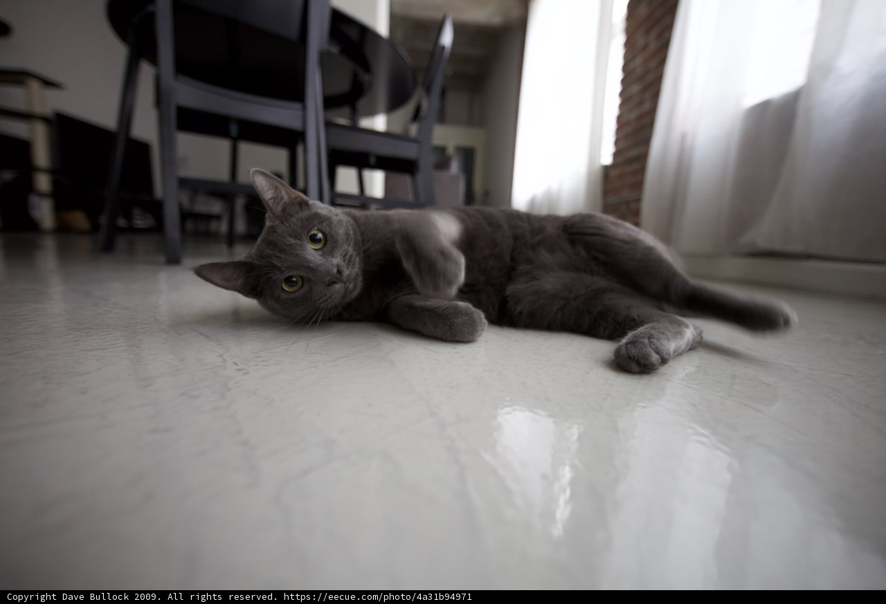 Lazy Cat on Hardwood Floor
