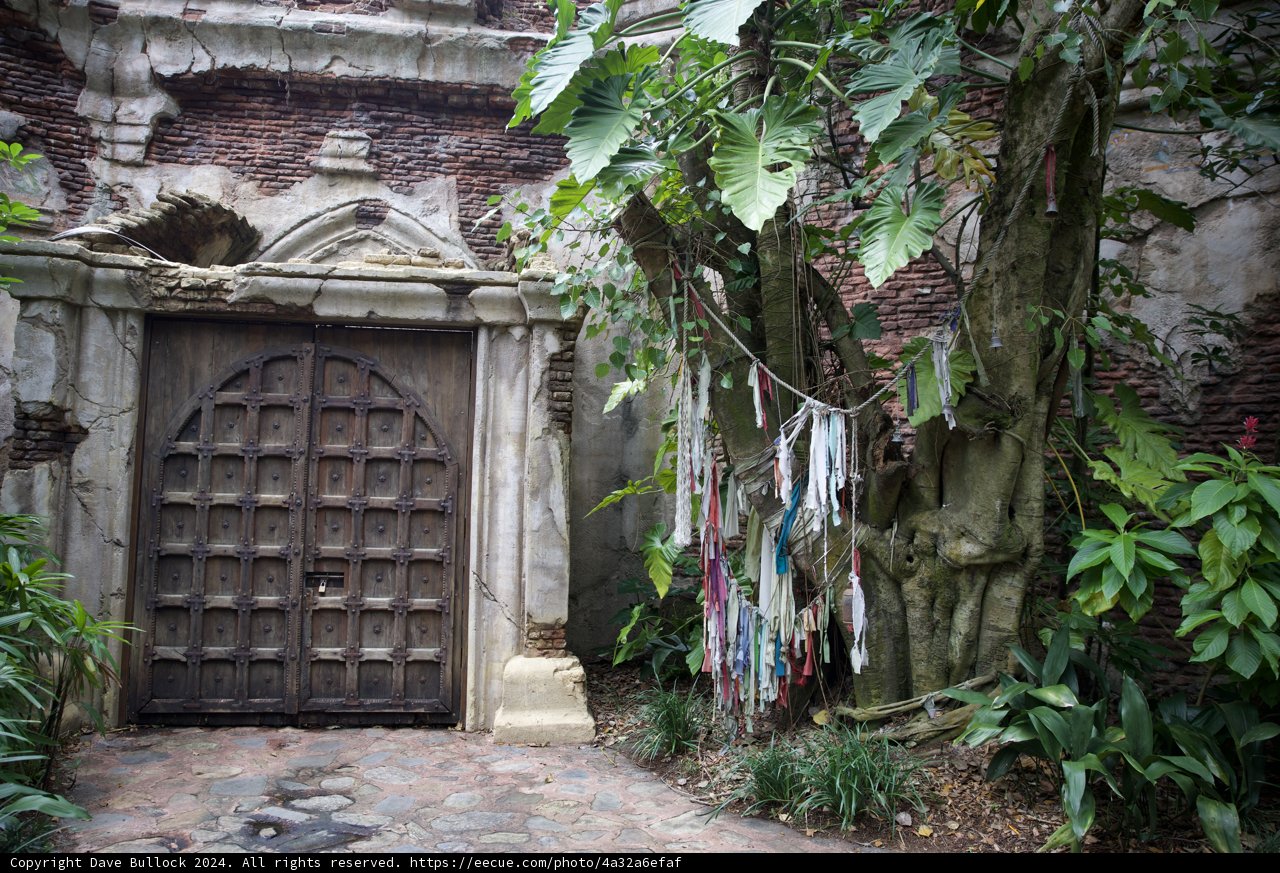 Enchanted Gateway: Disneyworld's Animal Kingdom, 2024