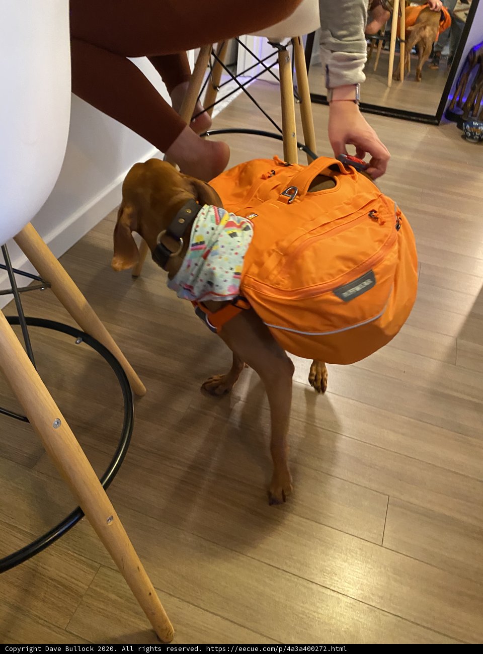 Canine Backpacker