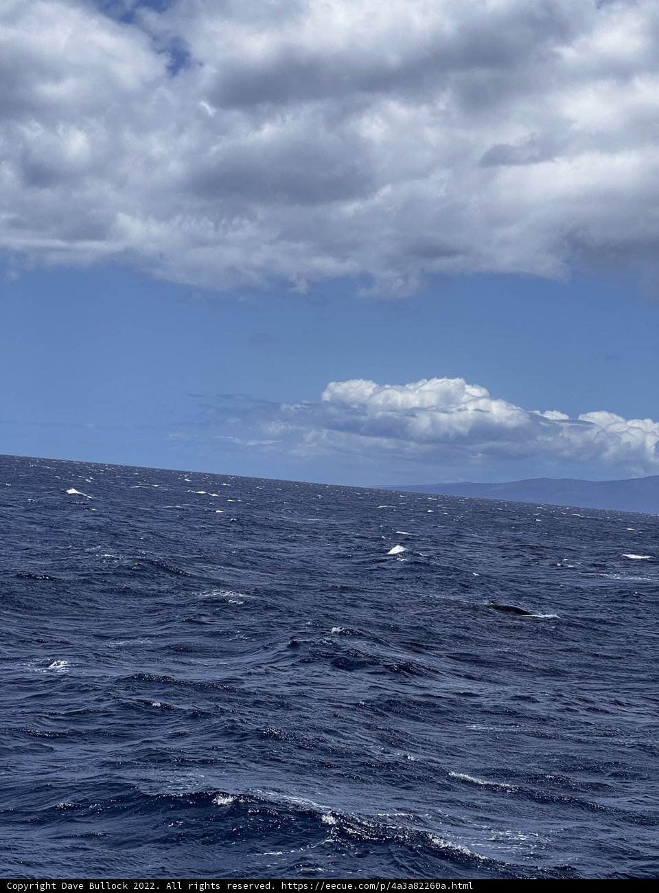 The Majestic Pacific Ocean