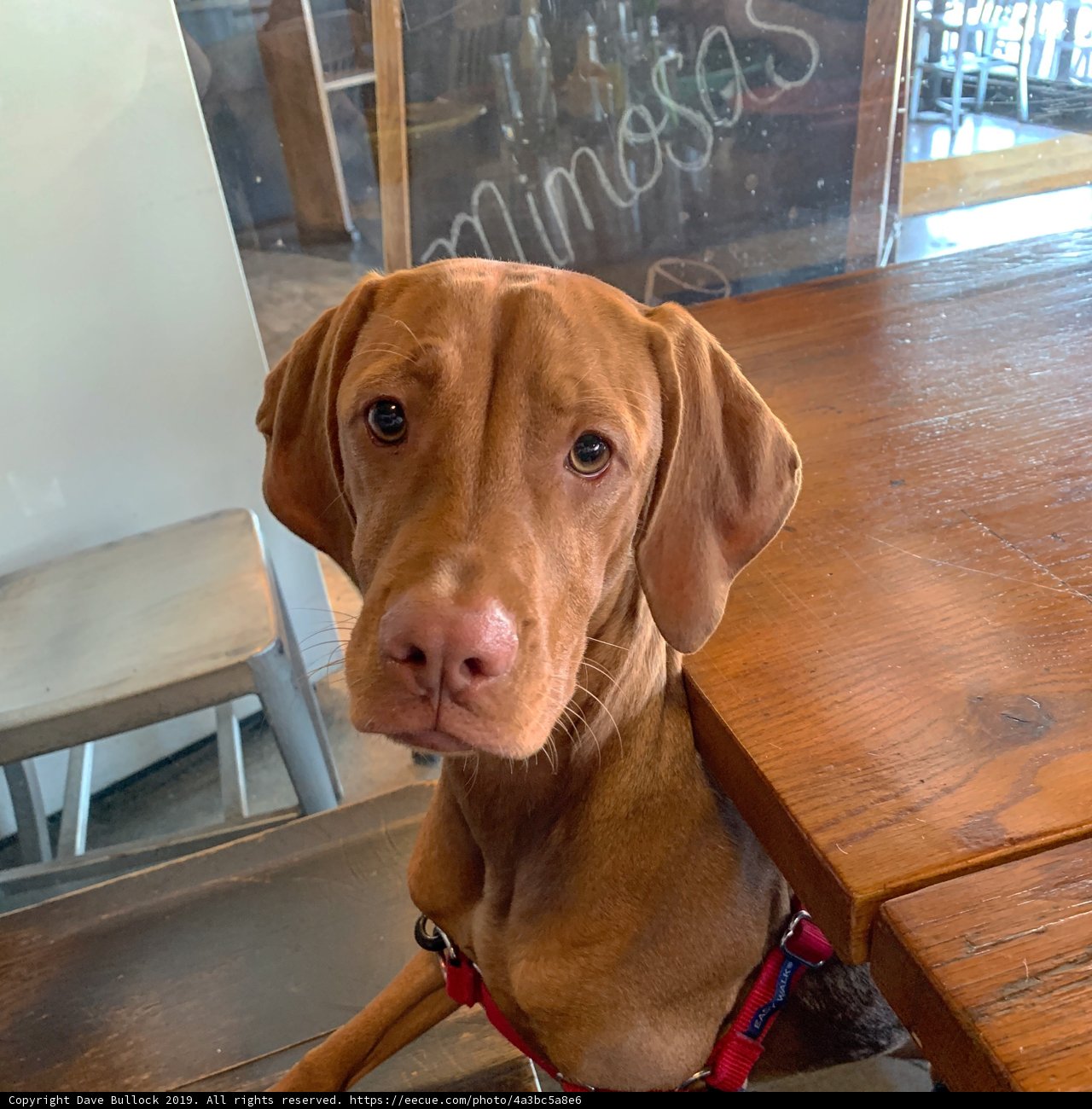 Well-Behaved Vizsla at the Table