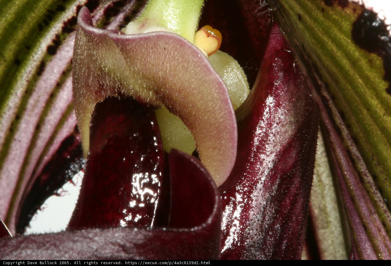 Purple Blooms in Detail