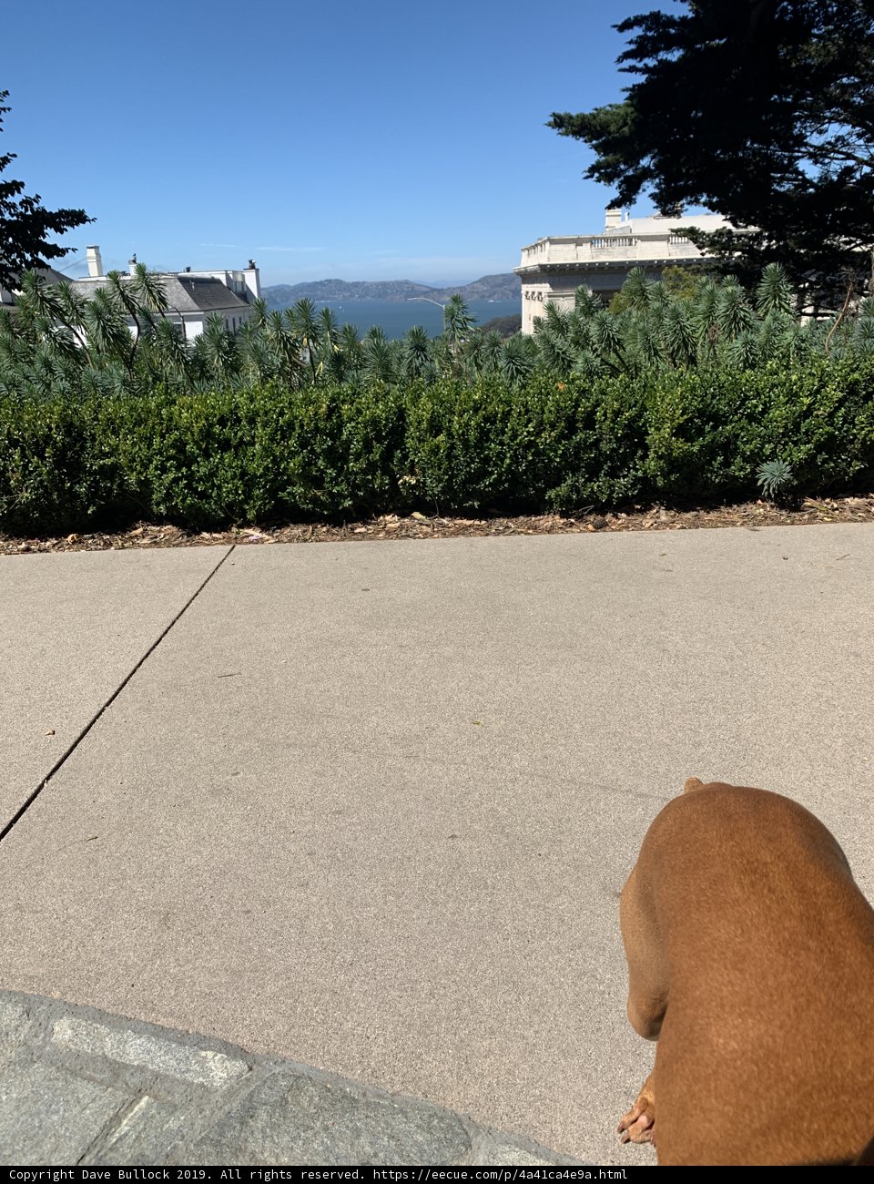 City Pup