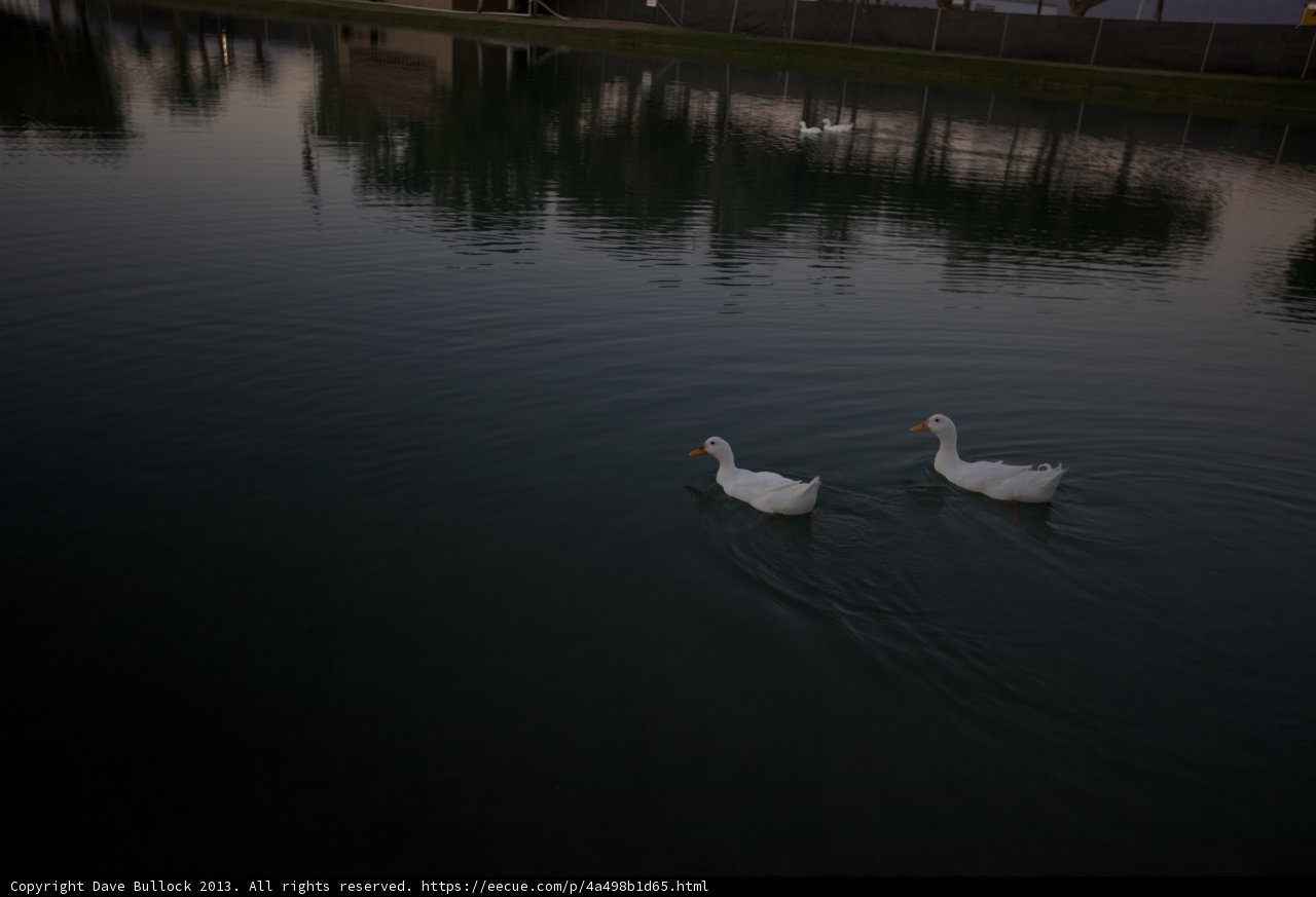 Dusk Swim
