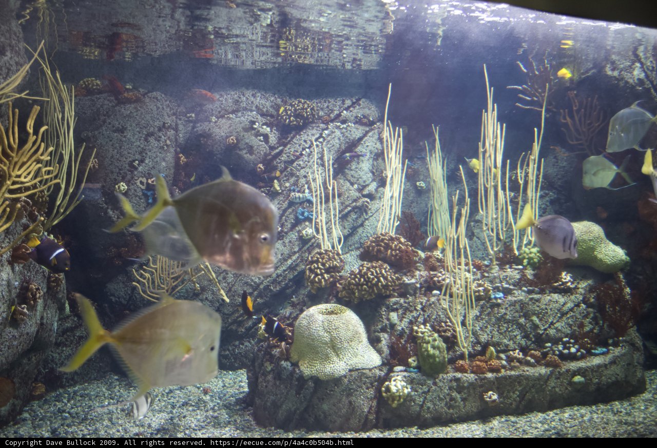 A Dazzling Aquatic World