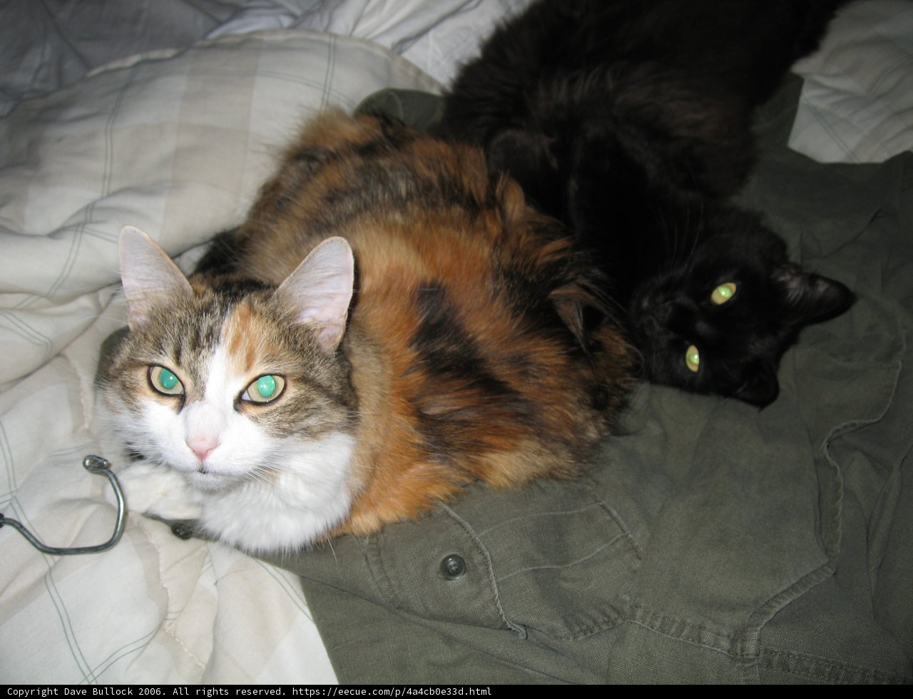Feline Lounging
