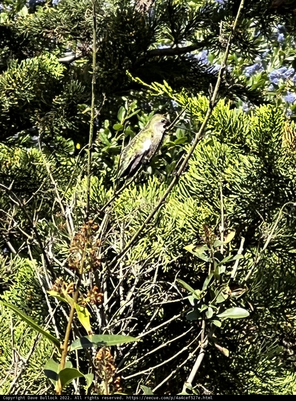 Verdant Perch