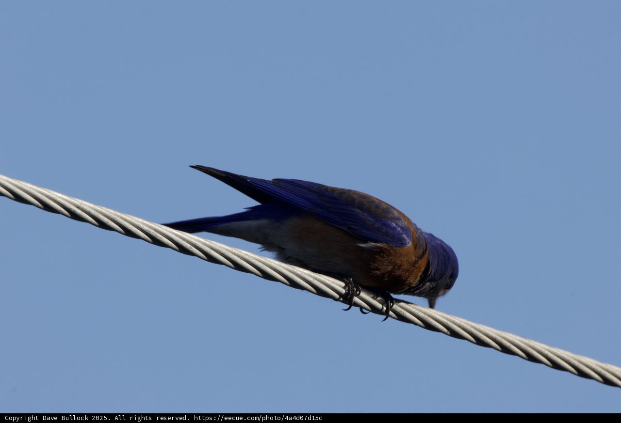 Perched in Blue Majesty