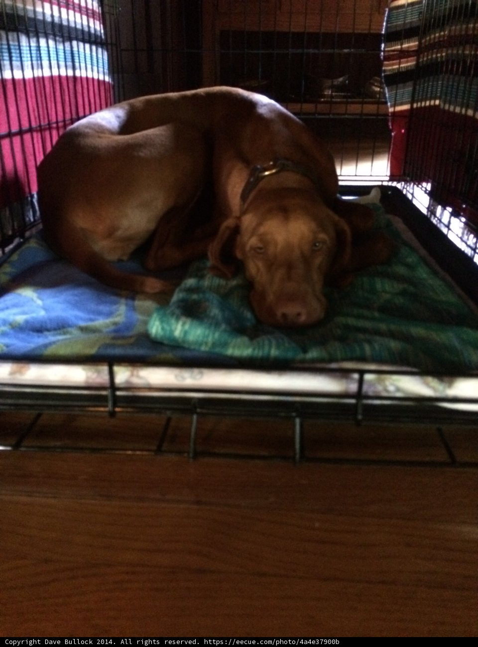 Naptime in the Doggie Den