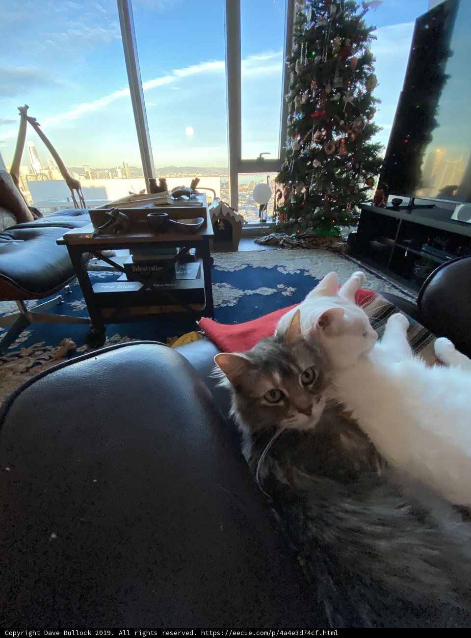 Feline Friends Relaxing on a Cozy Couch