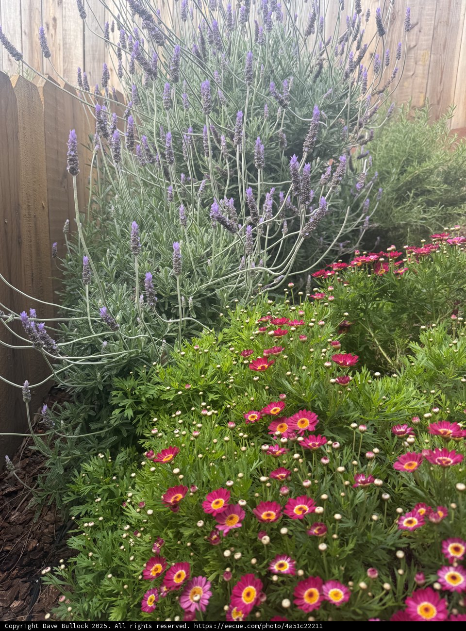 Springtime Symphony in the Garden