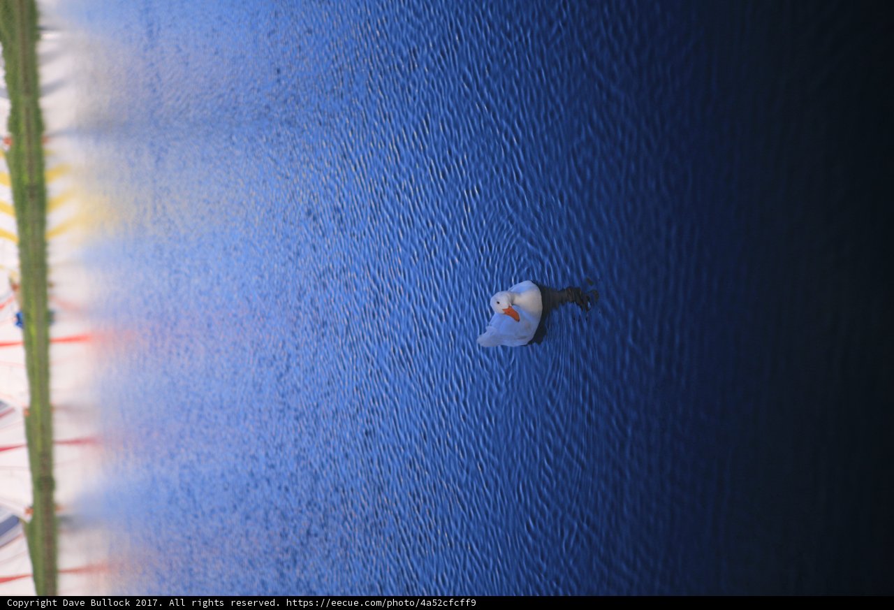 Serene Floating