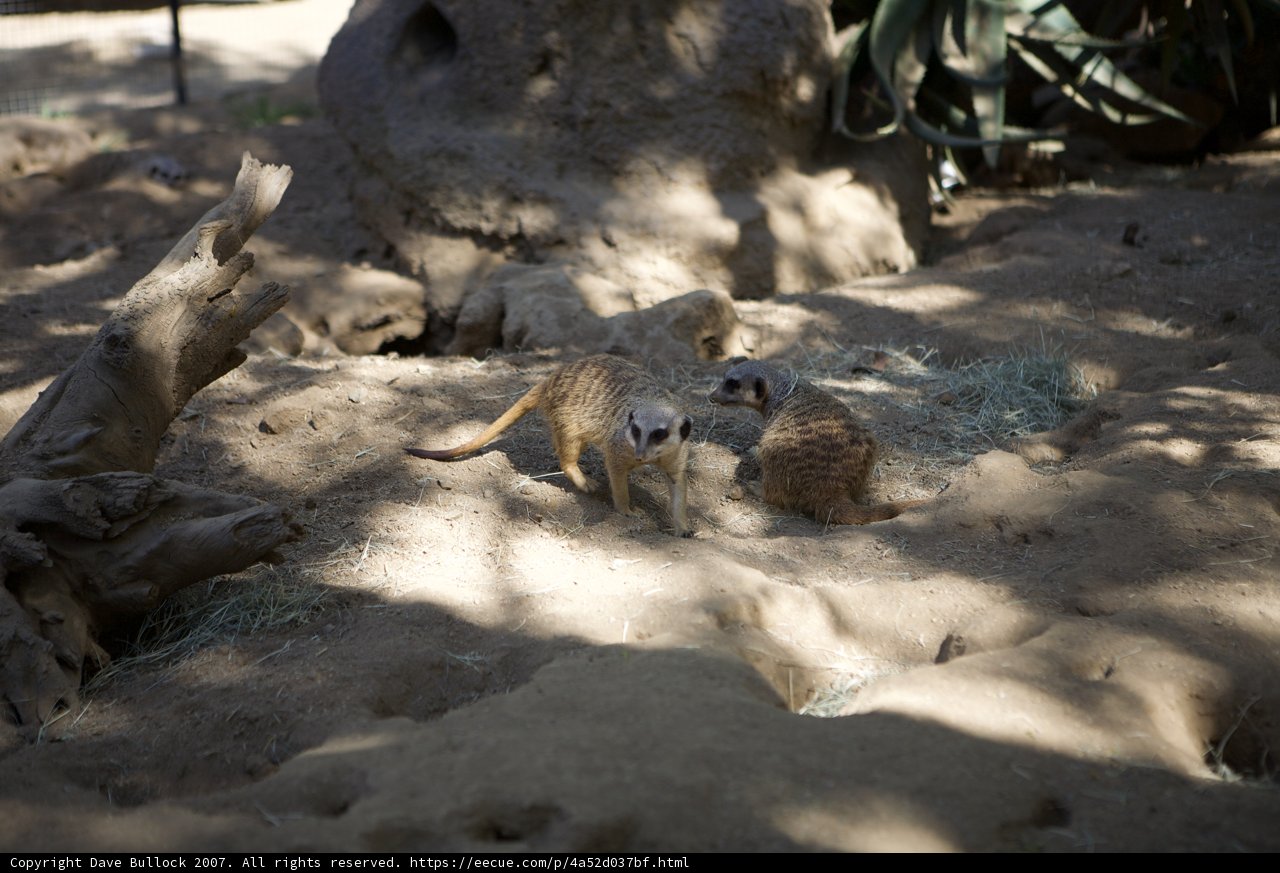 Meerkat Wonders